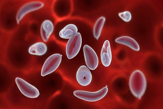 Forståelse af Toxoplasma gondii -infektion hos katte og hunde: symptomer, diagnose og behandling