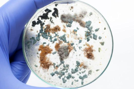 At sikre pålidelig mikrobiel dyrkning med trypticase soja bouillon af Baibo Biotechnology: Et foretrukket valg til globale laboratorier