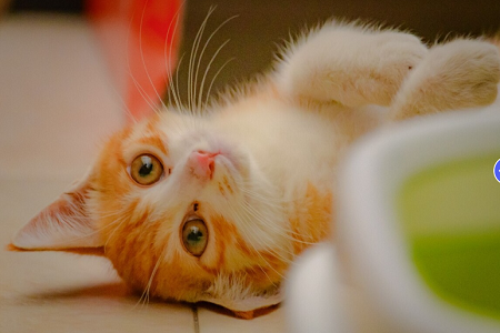 Babio Feline/Canine Heartworm Antigen (FCHW AG) Test Kit: Præcis, hurtig og pålidelig kæledyrs sundhedsdiagnostik