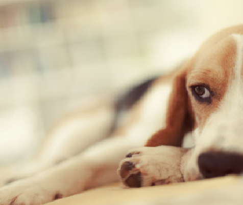 Brucella canis antistof (B. canis AB) testsæt: hurtig feltdiagnose til brucellose i husdyr