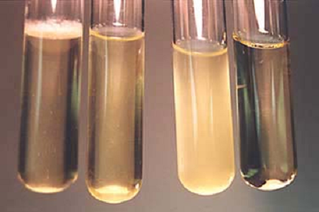 Babio lancerer High-Performance Brain Heart Infusion Broth til Global Microbiology Labs