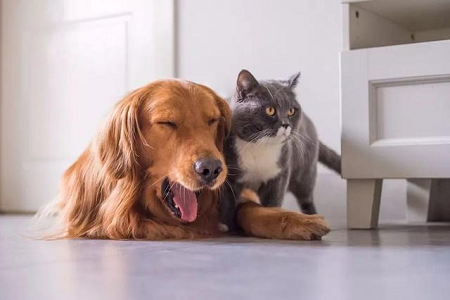 Babio lancerer TOXO Ab-testkit til hurtig påvisning af toxoplasma-antistof hos kæledyr