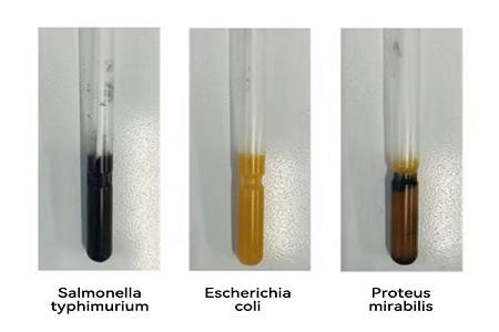 BABIO lancerer højtydende transportmedium (SS-type) til pålidelig global mikrobiel prøveoverførsel
