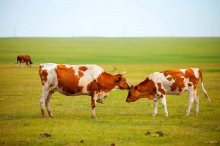 BABIO introducerer højfølsomt kvægdrægtighedstestsæt til moderne kvægbrug