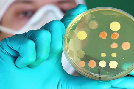 Trypticase Soy Bouillon: Et pålideligt grundlag for mikrobiel vækst