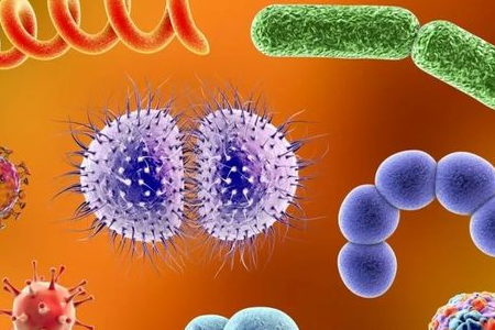 BABIO lancerer Salmonella Shigella berigelsesmedium til pålidelig enterisk patogentransport