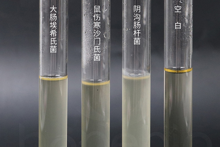 Babio Biotechnology lancerer højtydende hjernehjerteinfusionsbouillon til pålidelig mikrobiel dyrkning