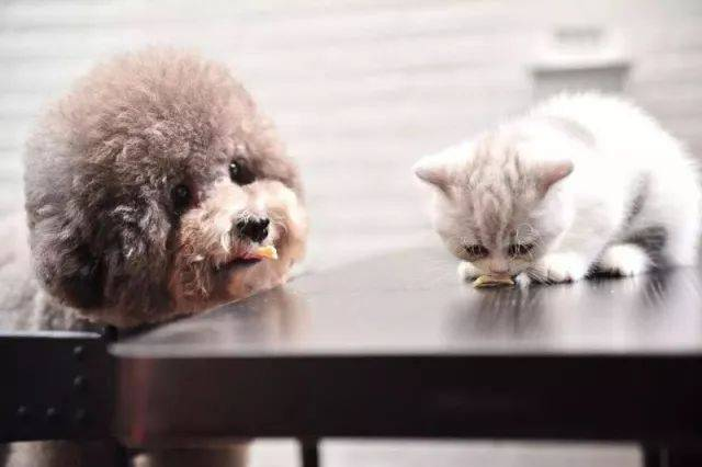 Hurtigt FPV Ag-testsæt til påvisning af pestilent virus hos katte